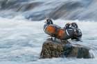 Harlequin Drakes resting in the rapids Art Print